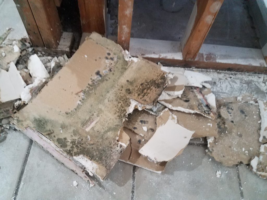 Mold Consultant in Macdona, TX (1098)