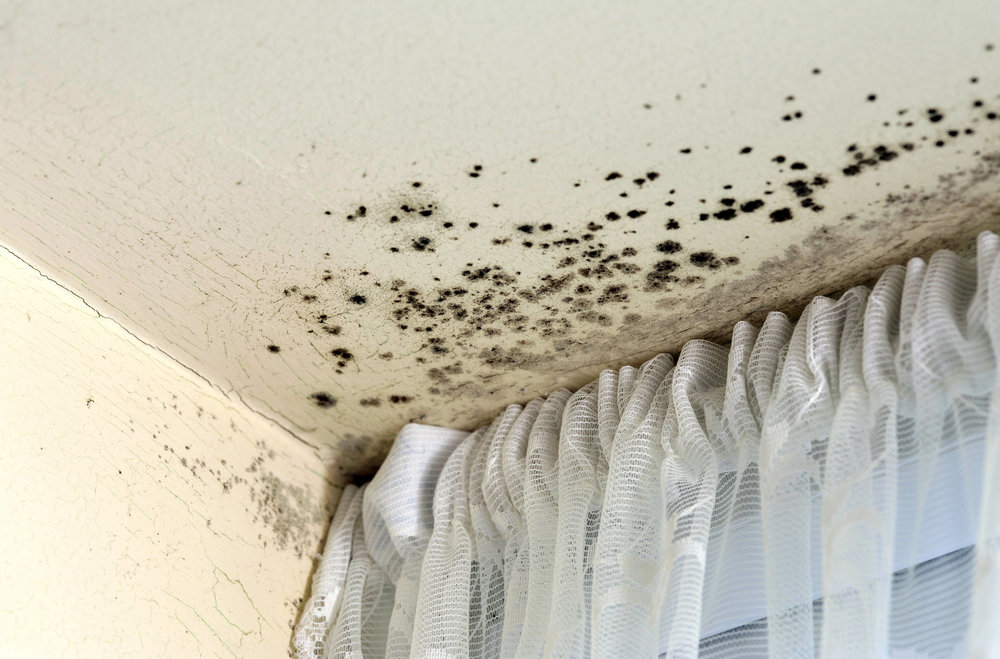 Mold Consultant in Wimberley, TX (8942)
