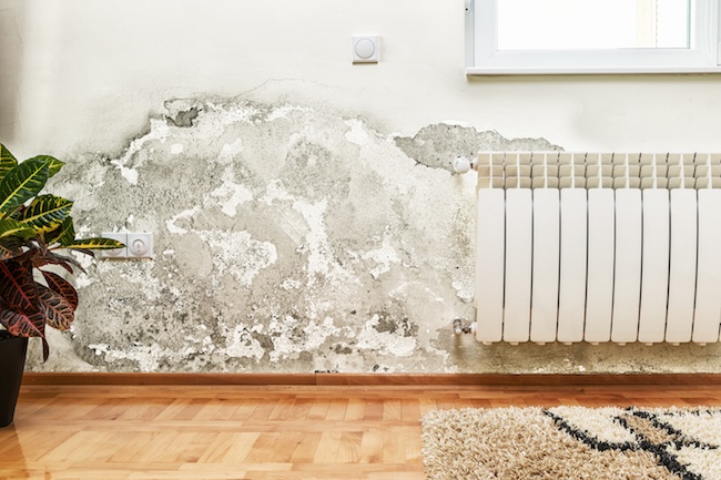 Mold Consultant in Woodway, TX (3851)