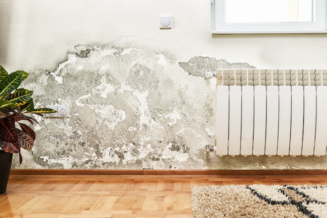 Mold Consultant in Mountain City, TX (2489)