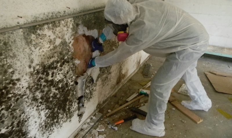 Mold Consultant in McDade, TX (8669)