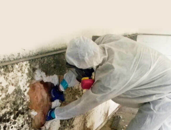 Mold Testing in Troy, TX (1931)