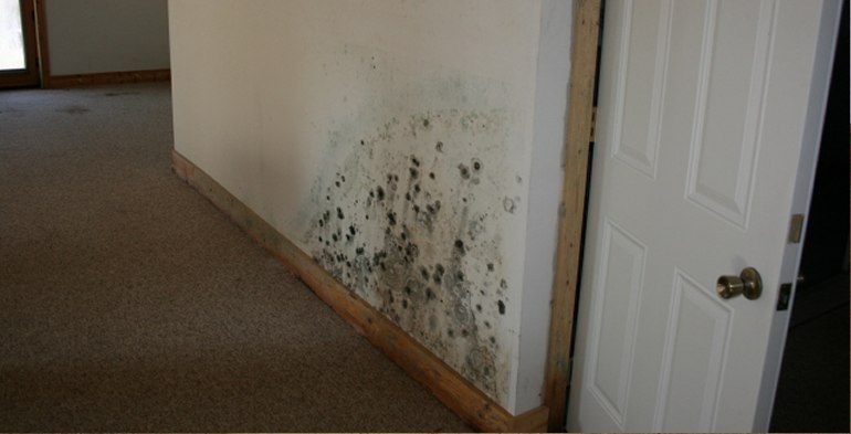 Mold Testing in Nolanville, TX (2872)