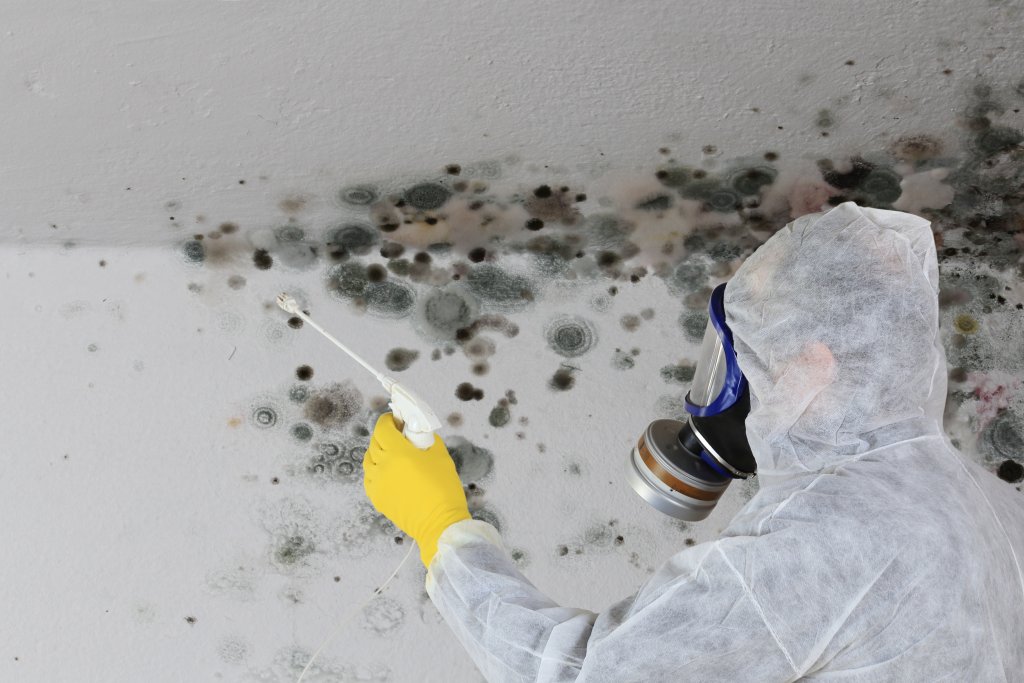 Mold Consultant in Temple, TX (8833)