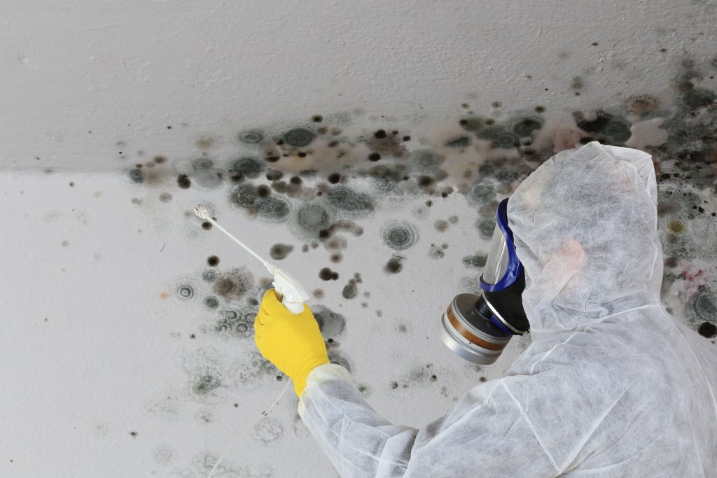 Mold Consultant in Uhland, TX (3771)